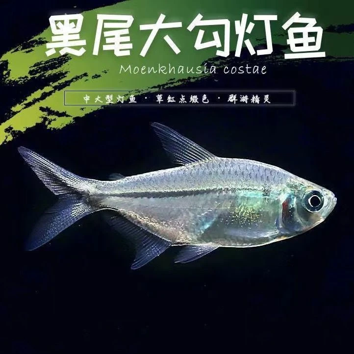 黑尾大勾群游观赏鱼小型活体热带鱼适合草缸混养