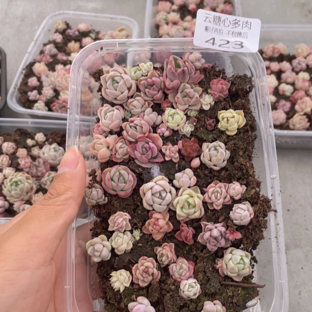 云糖心多肉植物423