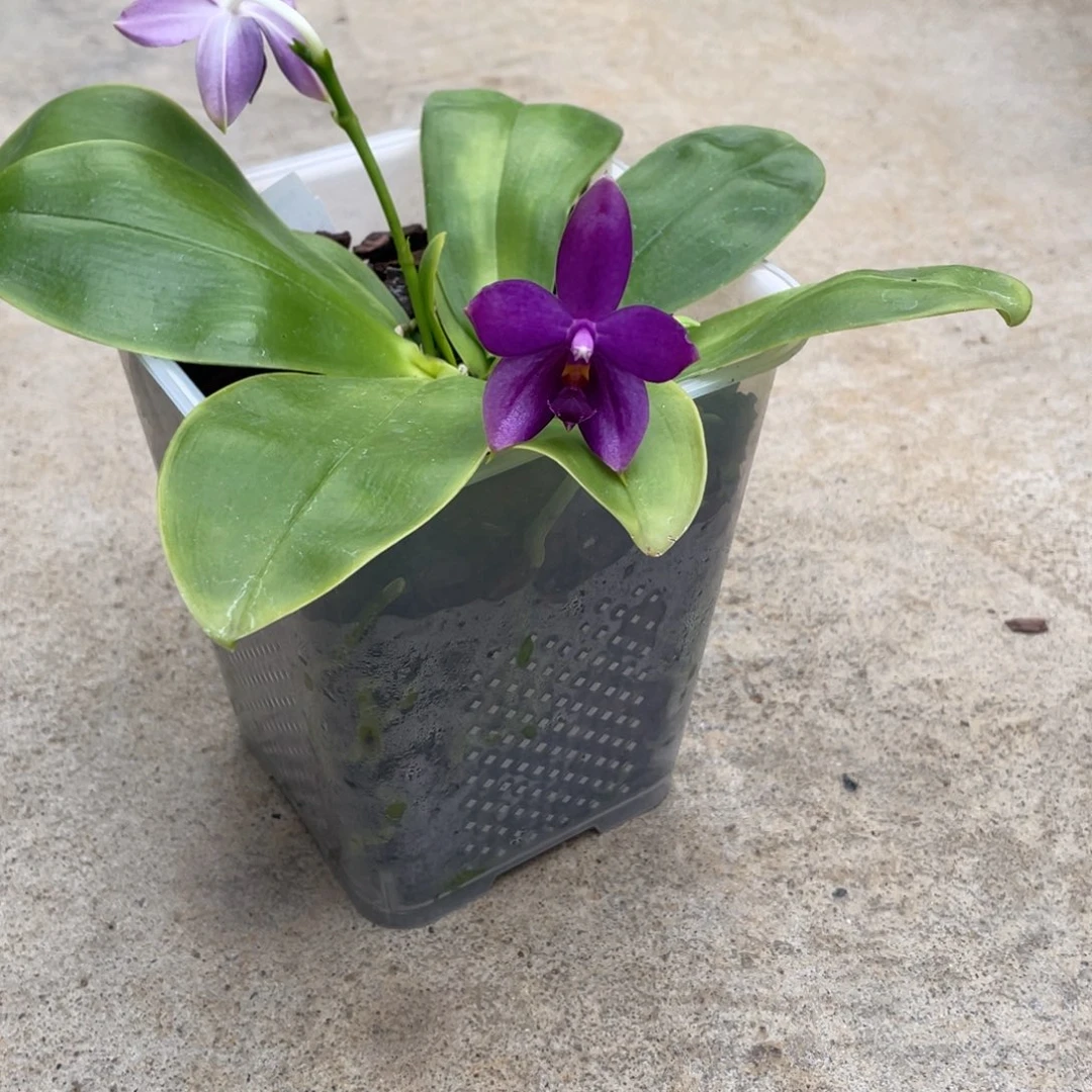 完全开放4寸天使路德狗