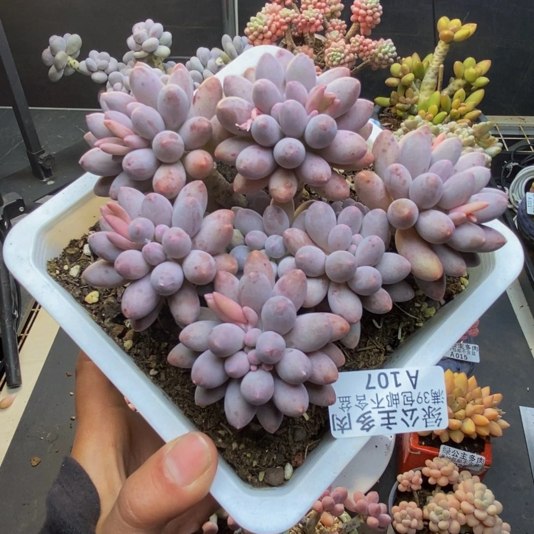 107婴儿手指多肉10c m