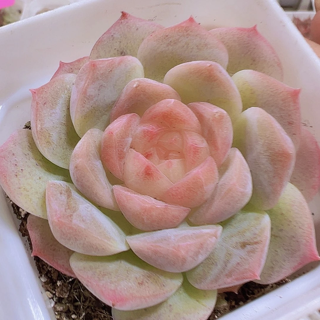 梦幻泡影19包邮多肉植物