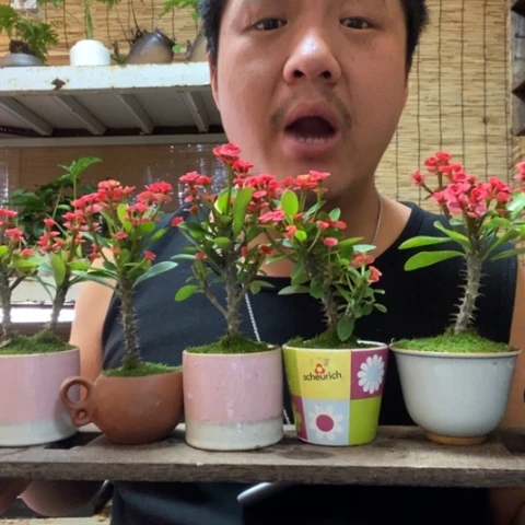 红陶圆托虎刺梅一盆器型随缘带盆发货