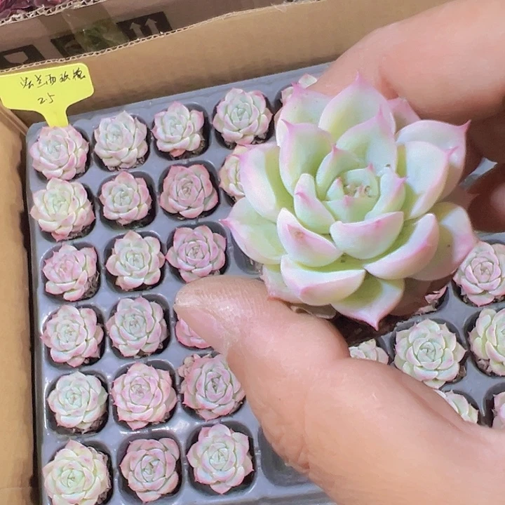 法兰西玫瑰精品多肉植物
