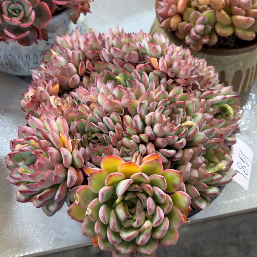 棠颂花卉一物一拍荷花1801