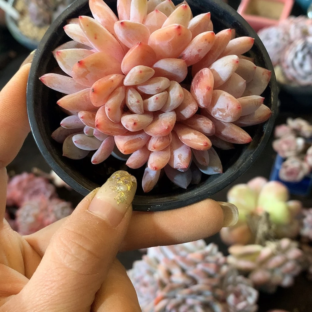 哈哈哈哈哈哈哈石榴籽