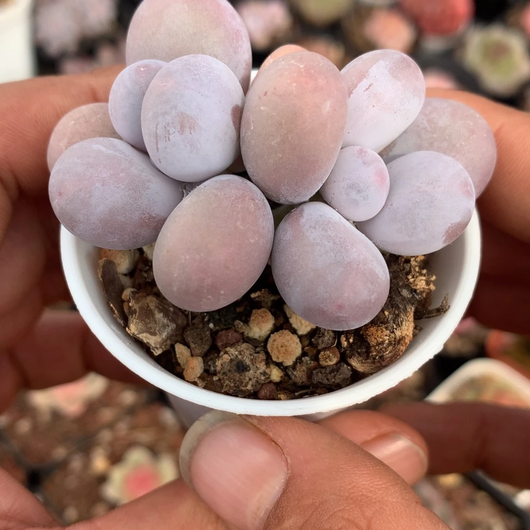 奶洛多肉一物一拍