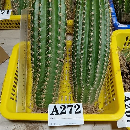 当前无花栽培后可以开花a272