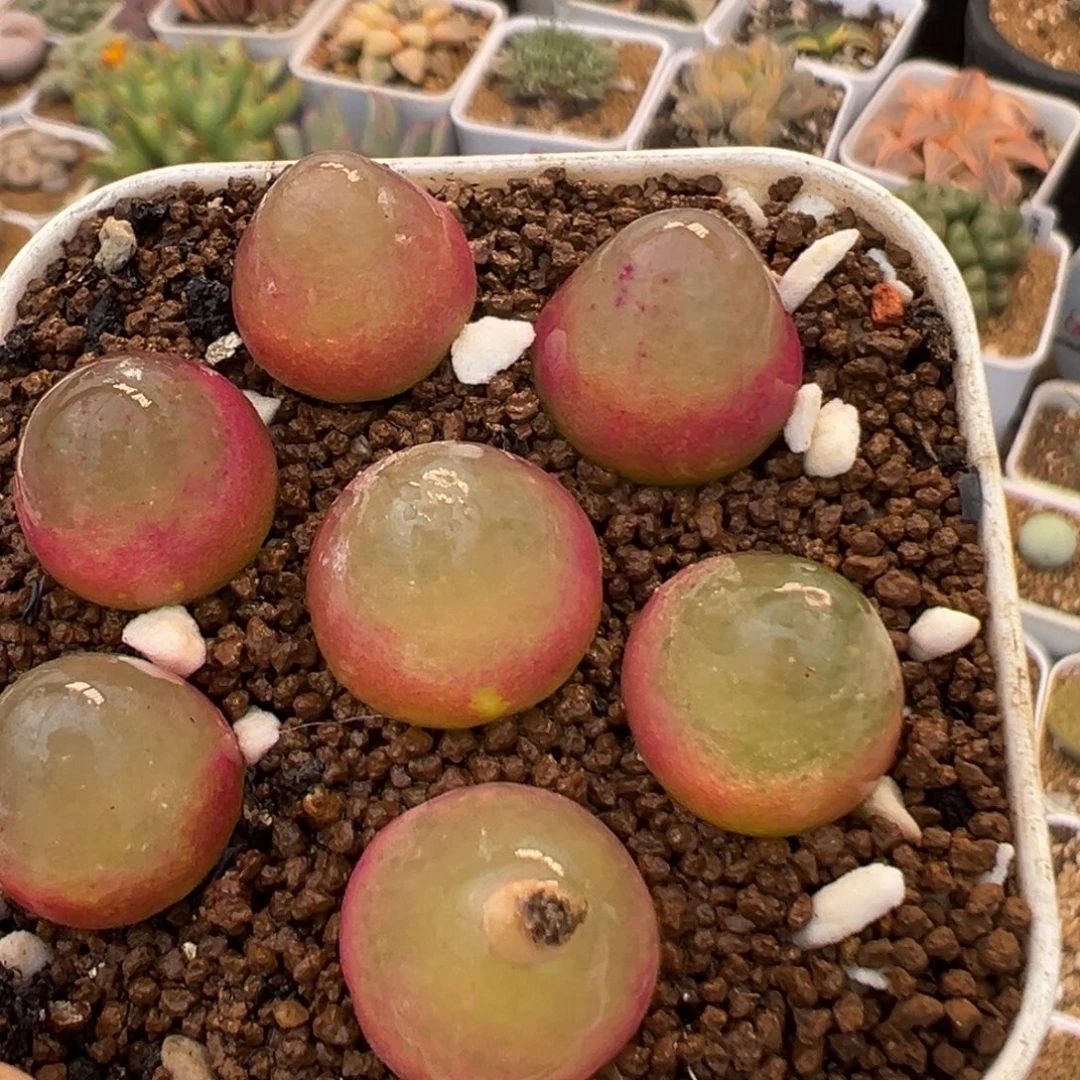 162多肉植物百科植物