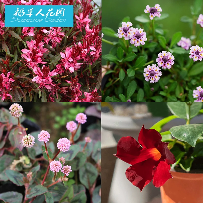 头花蓼紫叶山桃草姬岩垂草飘香藤盆栽苗阳台花园庭院耐寒宿根花卉