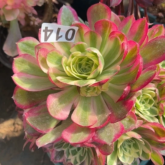 夏*啦多肉植物一个有砍