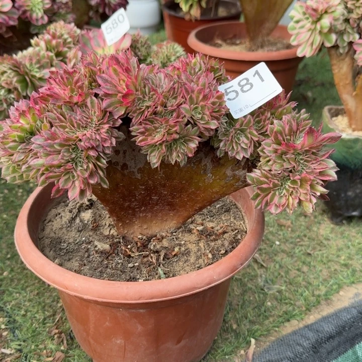 倾城法师锦缀化581