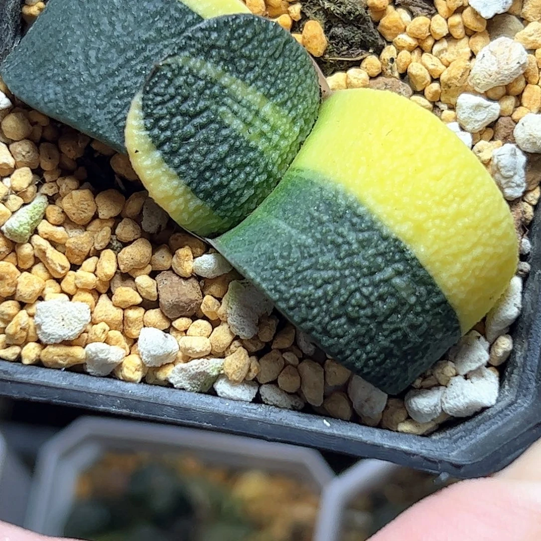 七公分卧牛锦十二卷多肉