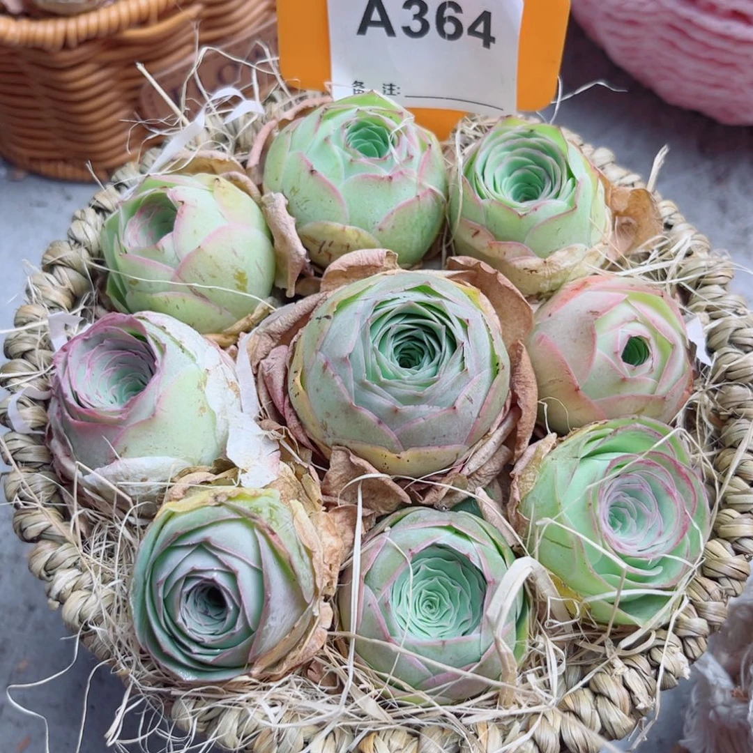 花篮一物一拍A364 9颗带篮