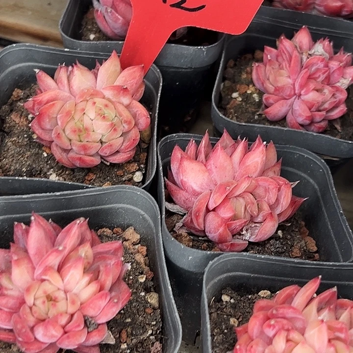 团001号。    花歌。