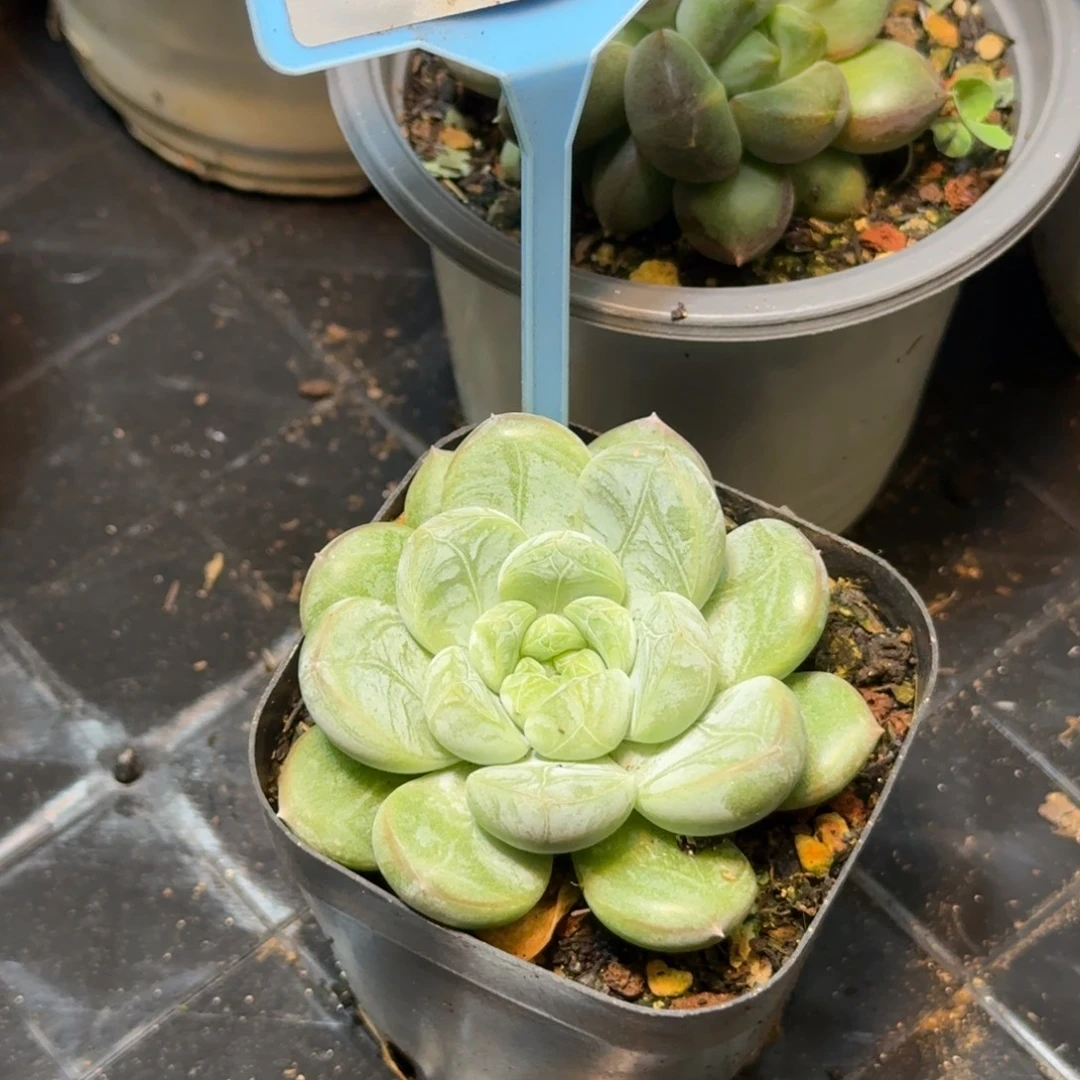 多肉植物百搭翡翠554
