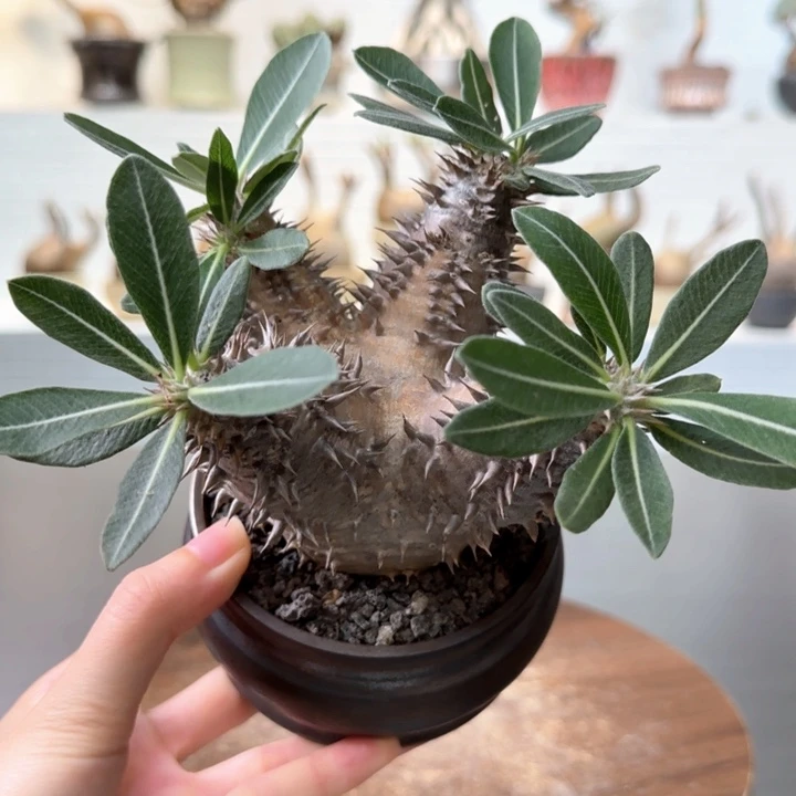 惠比大黑一物一拍