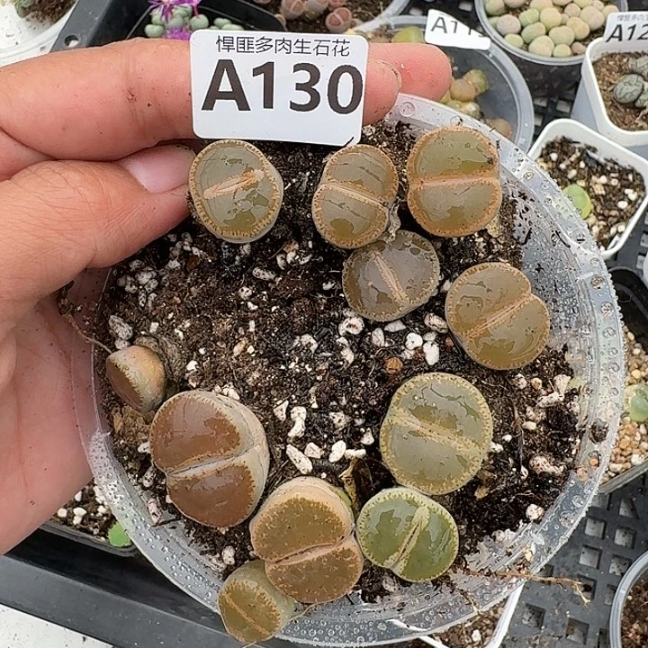 130多肉植物多肉植物