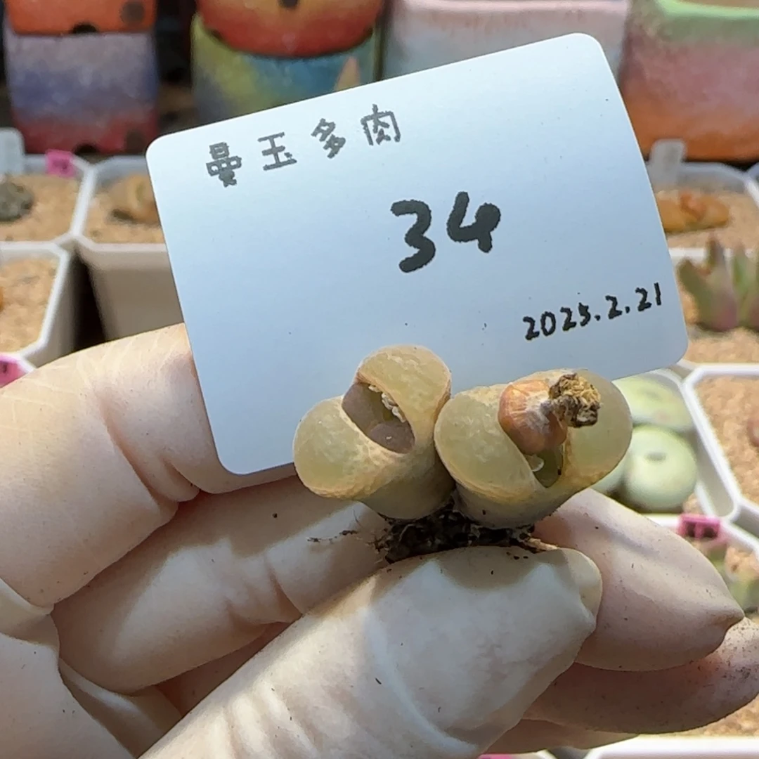瑶**圆多肉多肉多肉2.21-034