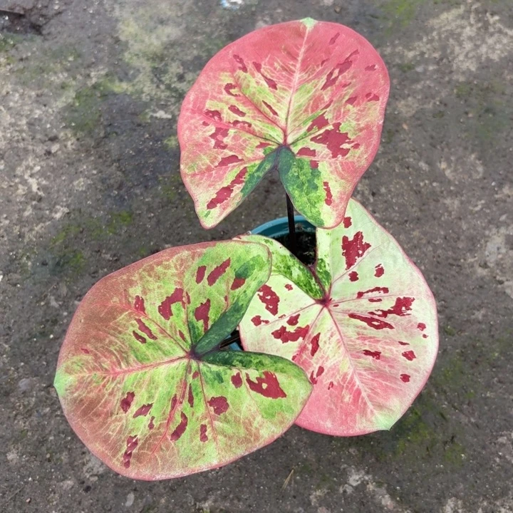 完全开放泰国彩叶芋