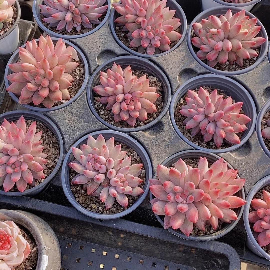 0204-车厘子大双头母本福利一颗 量拍