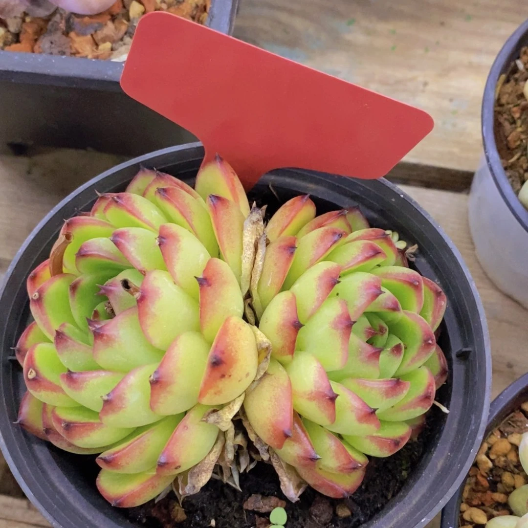 多肉植物，一物一拍3单包邮