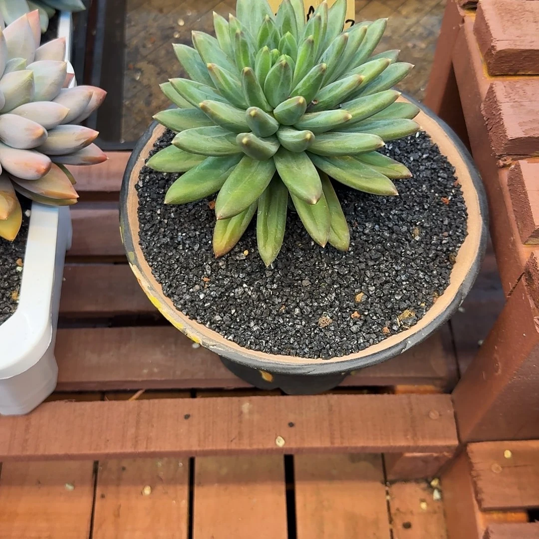 温***光迪尔曼14周正挑货一物一拍