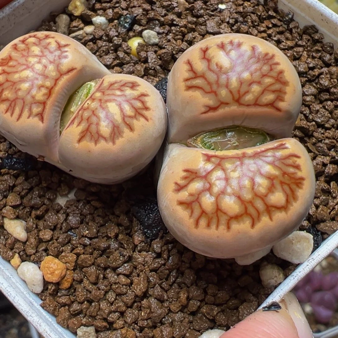 血管菊多肉植物百科