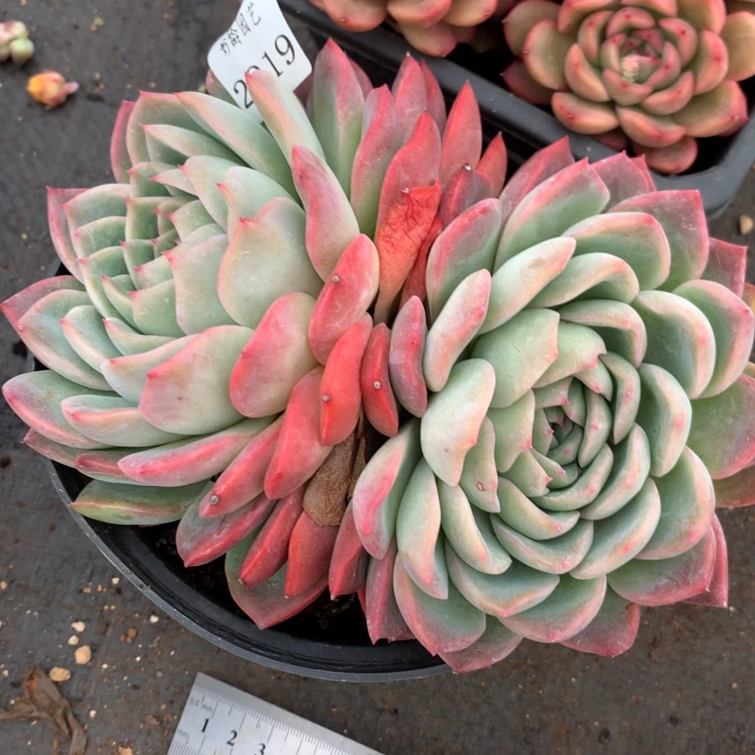 2919杂交多肉老桩