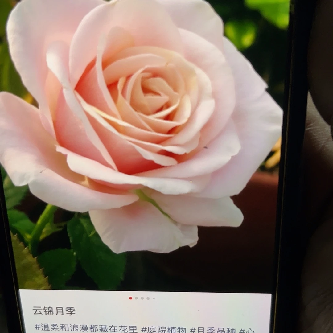 无花朵——云锦 福利款