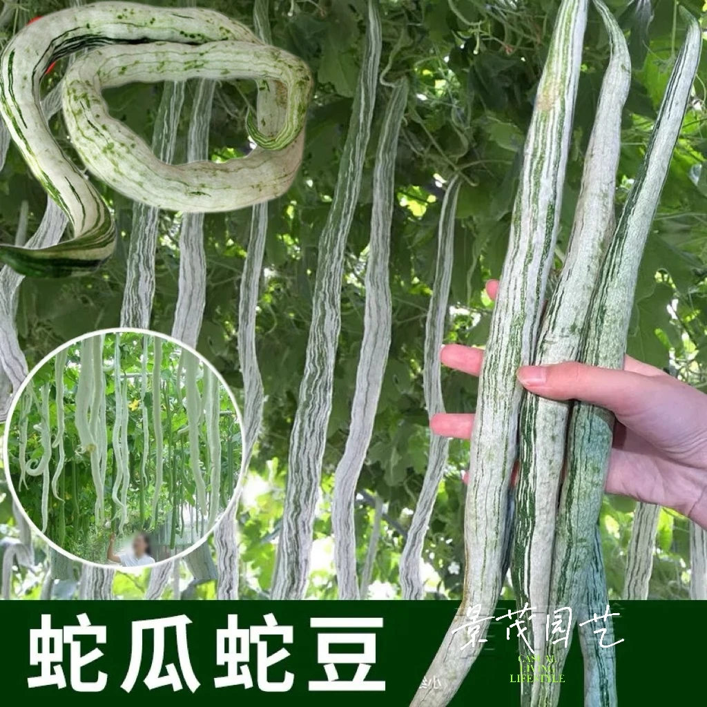 蛇瓜种籽蛇豆角种特大特长蛇豆四季春季春夏农家田园特色蔬菜种籽