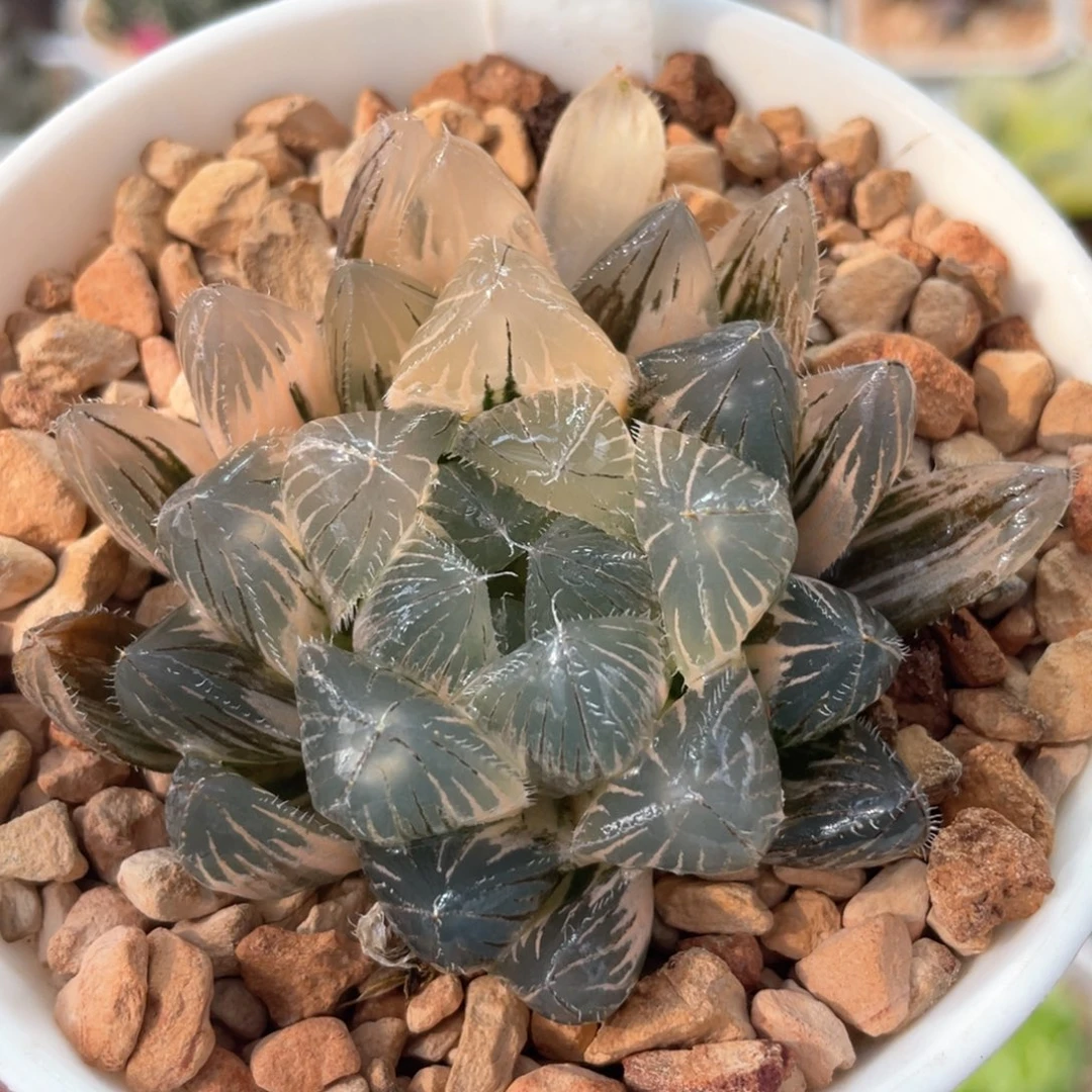 83白赤线锦。