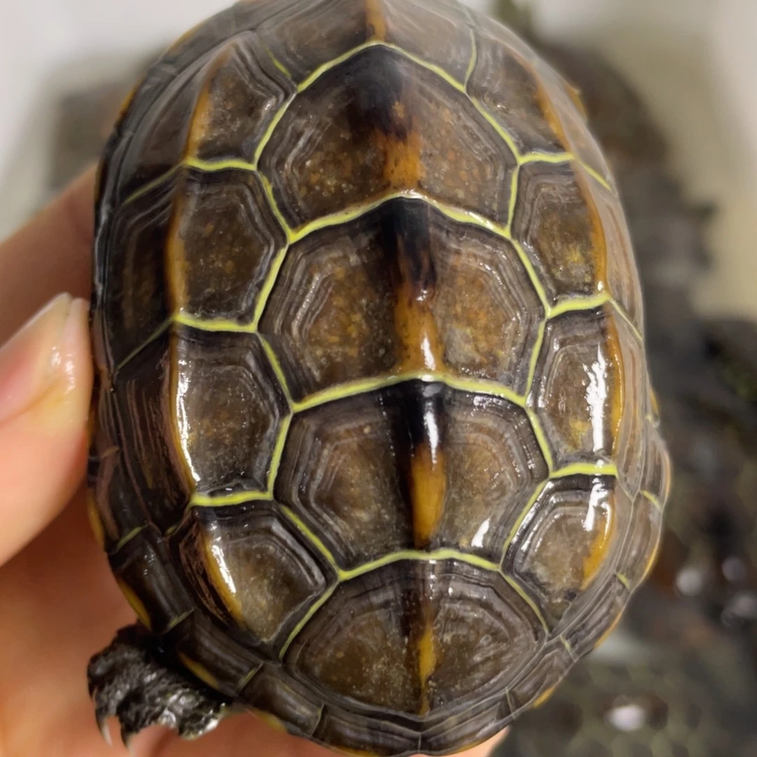 苏北金线冷水草龟