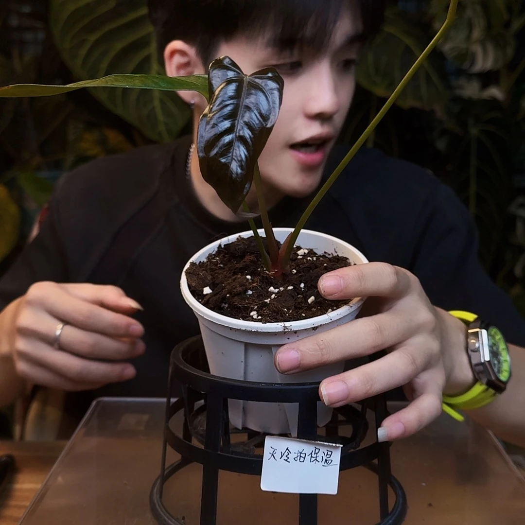 完全开放V19波特杂希尼亚