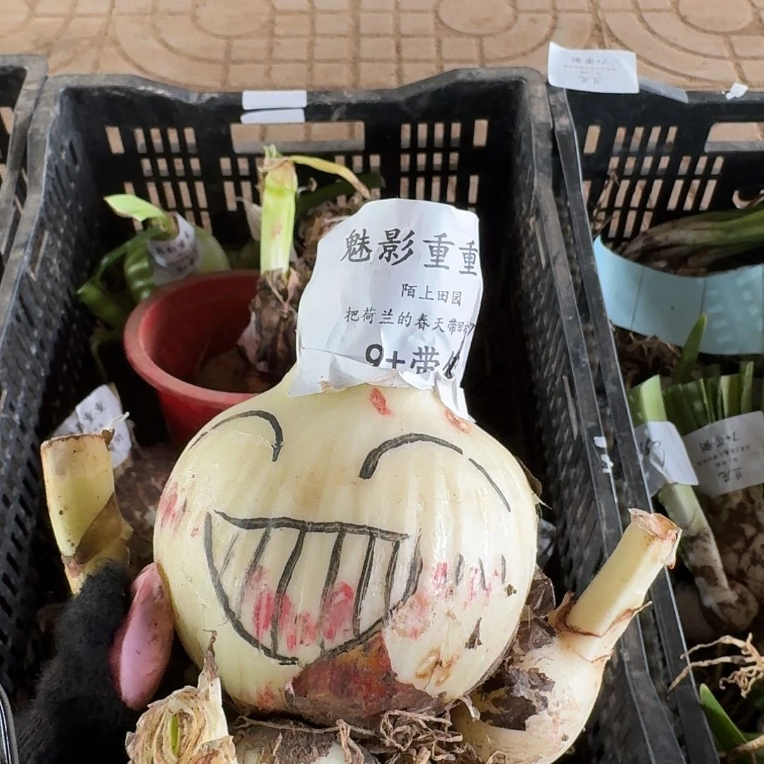魅影重重9➕带侧开花球