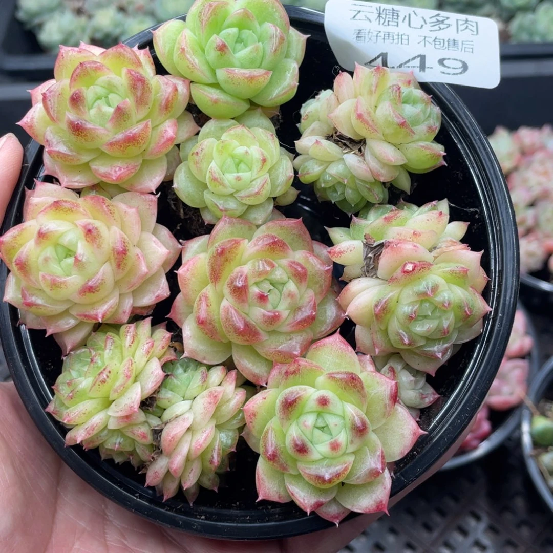 云糖心多肉植物449