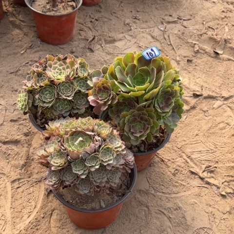 109多肉植物组合,