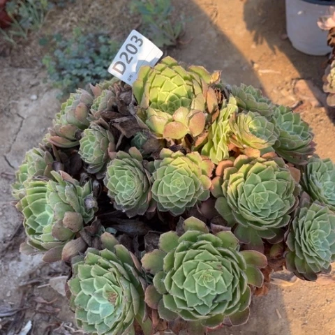 多肉植物莲花座一个