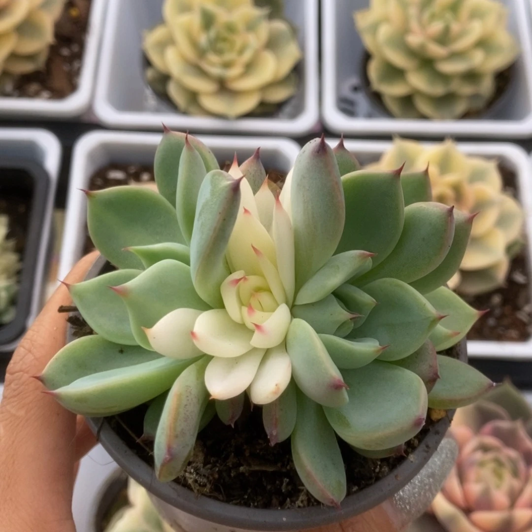 022锦锦锦锦锦锦锦锦