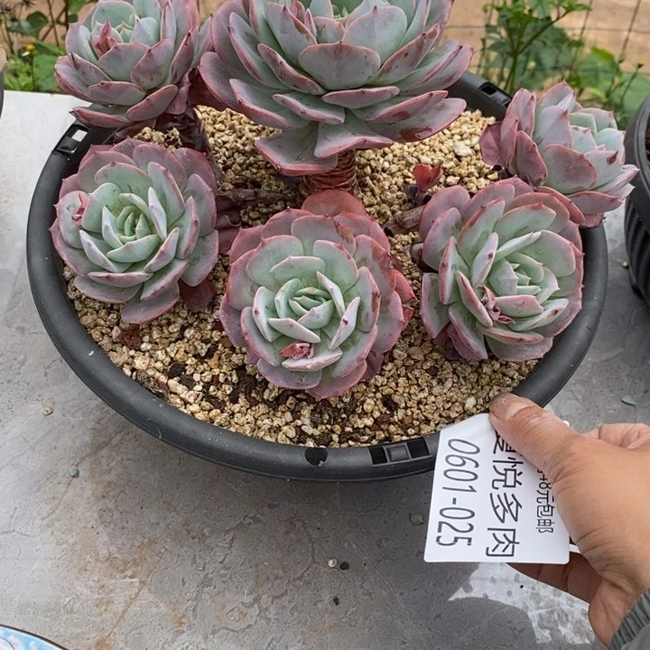 y*喂夏悦多肉0601-25台格