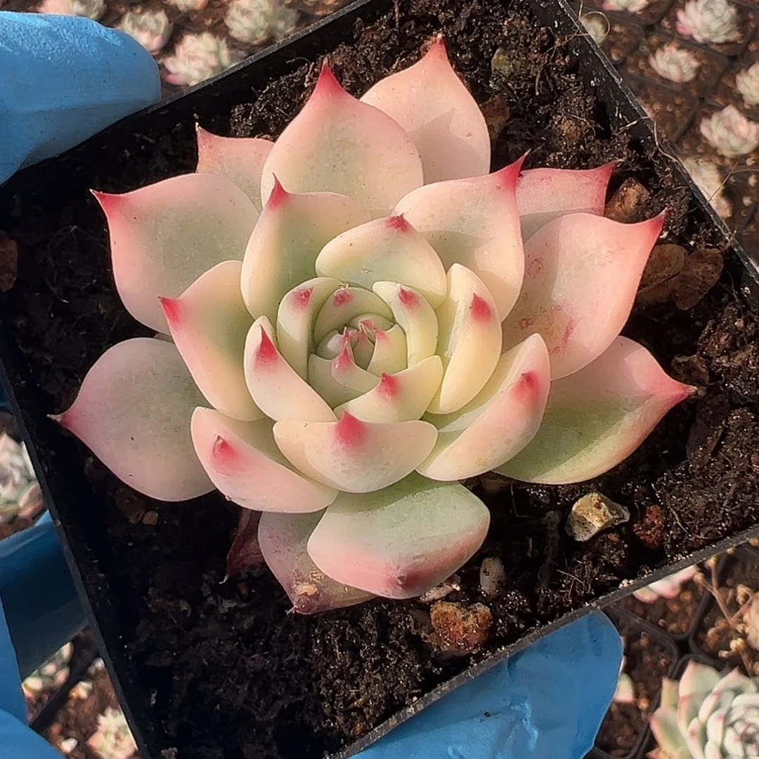 吉娃娃锦，覆轮锦