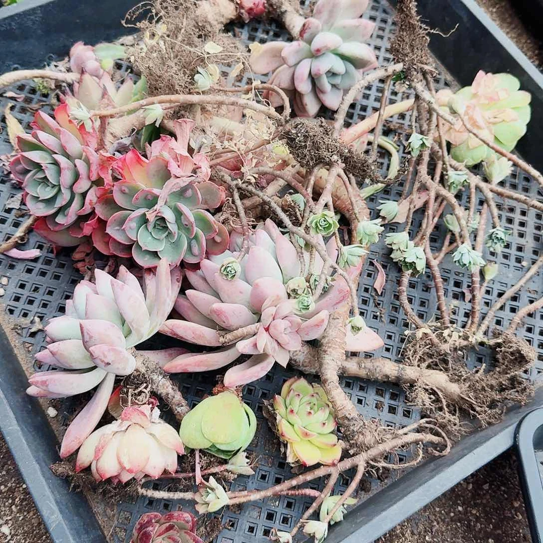 幸**棚哈哈哈哈哈哈哈哈哈96号