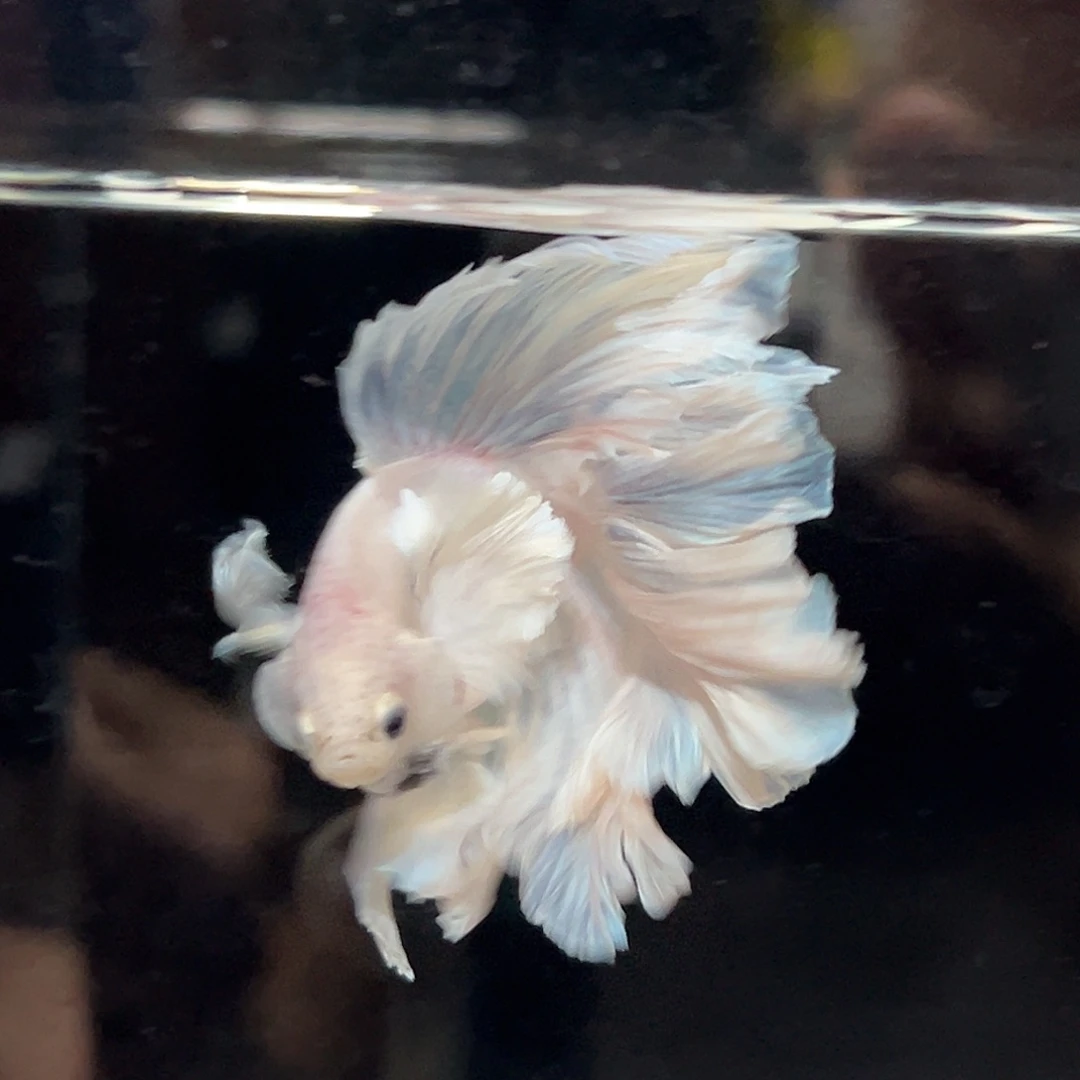 斗鱼27号粉白色婚纱大耳