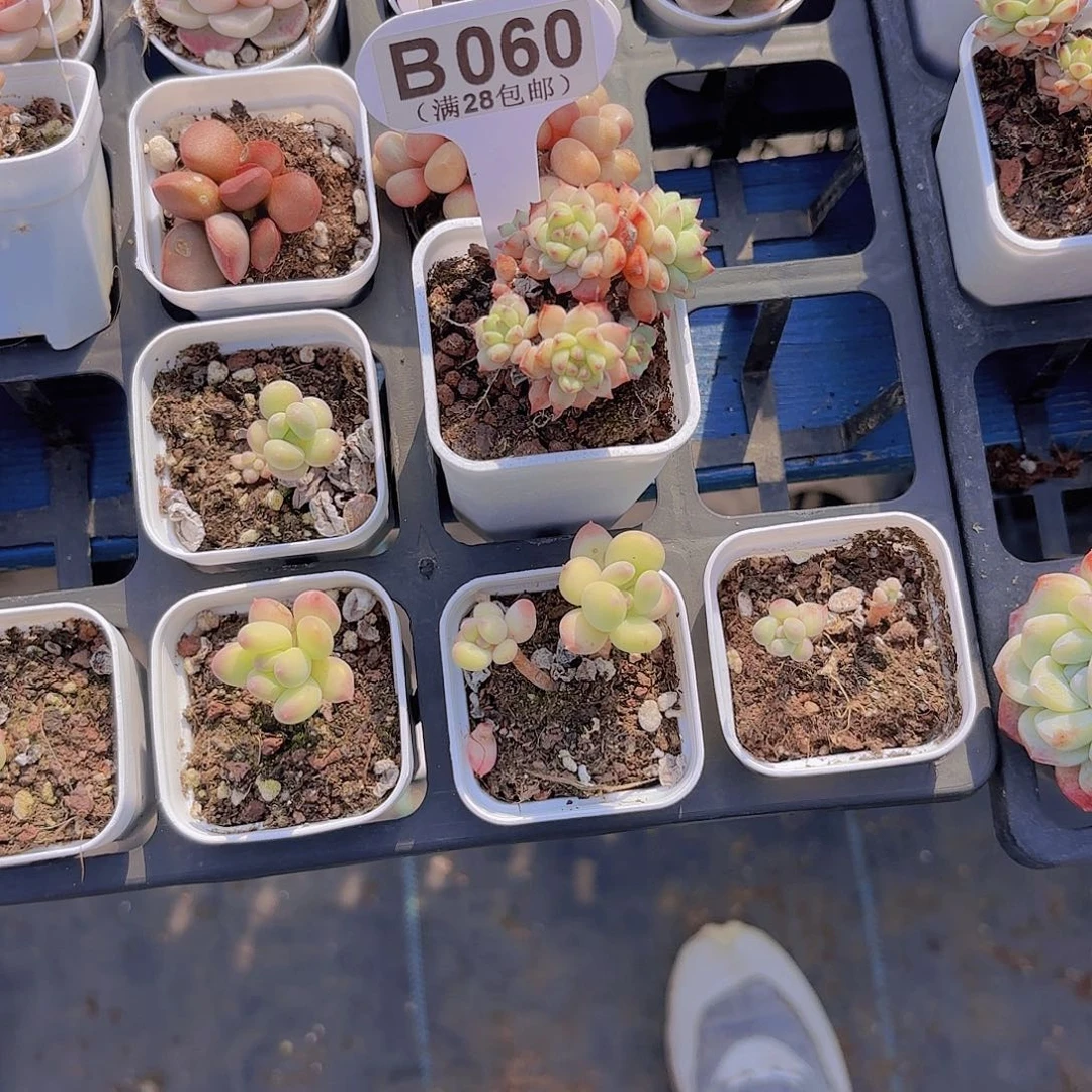 屁****?B060熊猫脸一物一拍