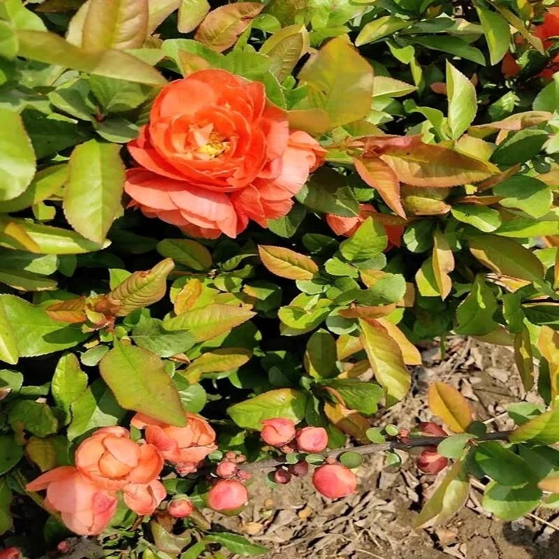 世界一海棠花原生苗