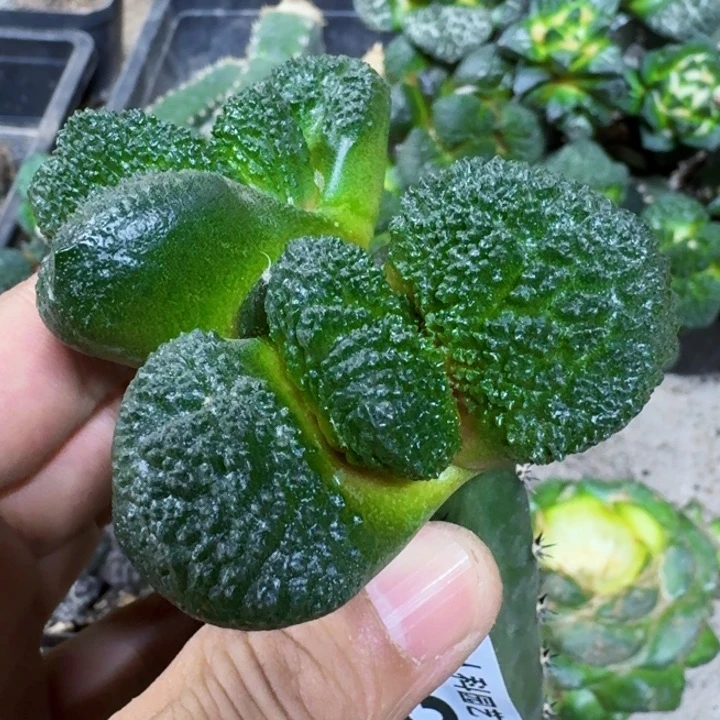 福利苗接大尤哥斯拉435