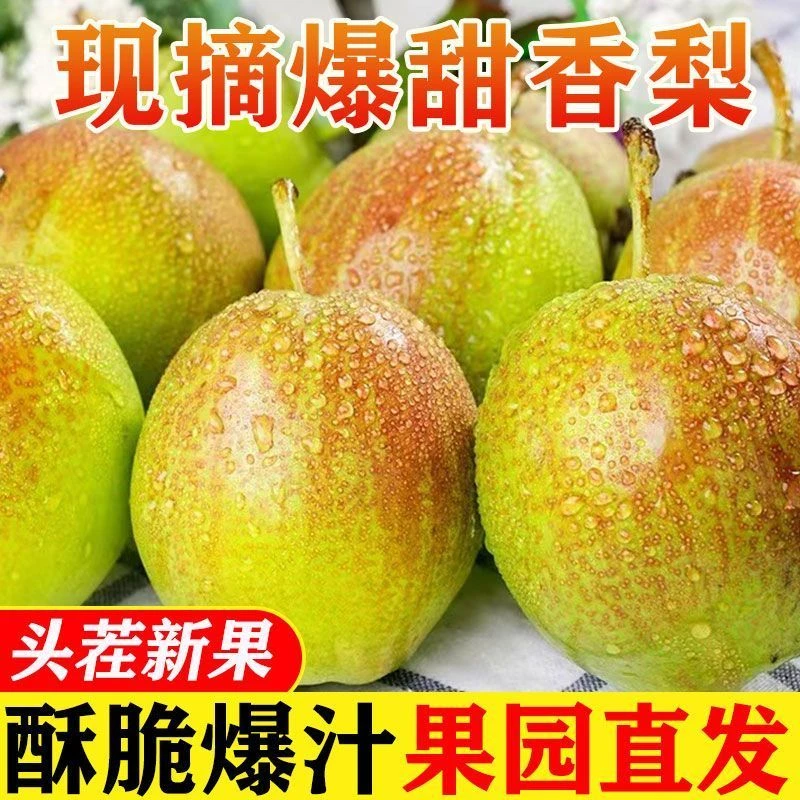 头茬红香酥梨新鲜当季水果酥脆爽口爆甜梨子当季新鲜水果