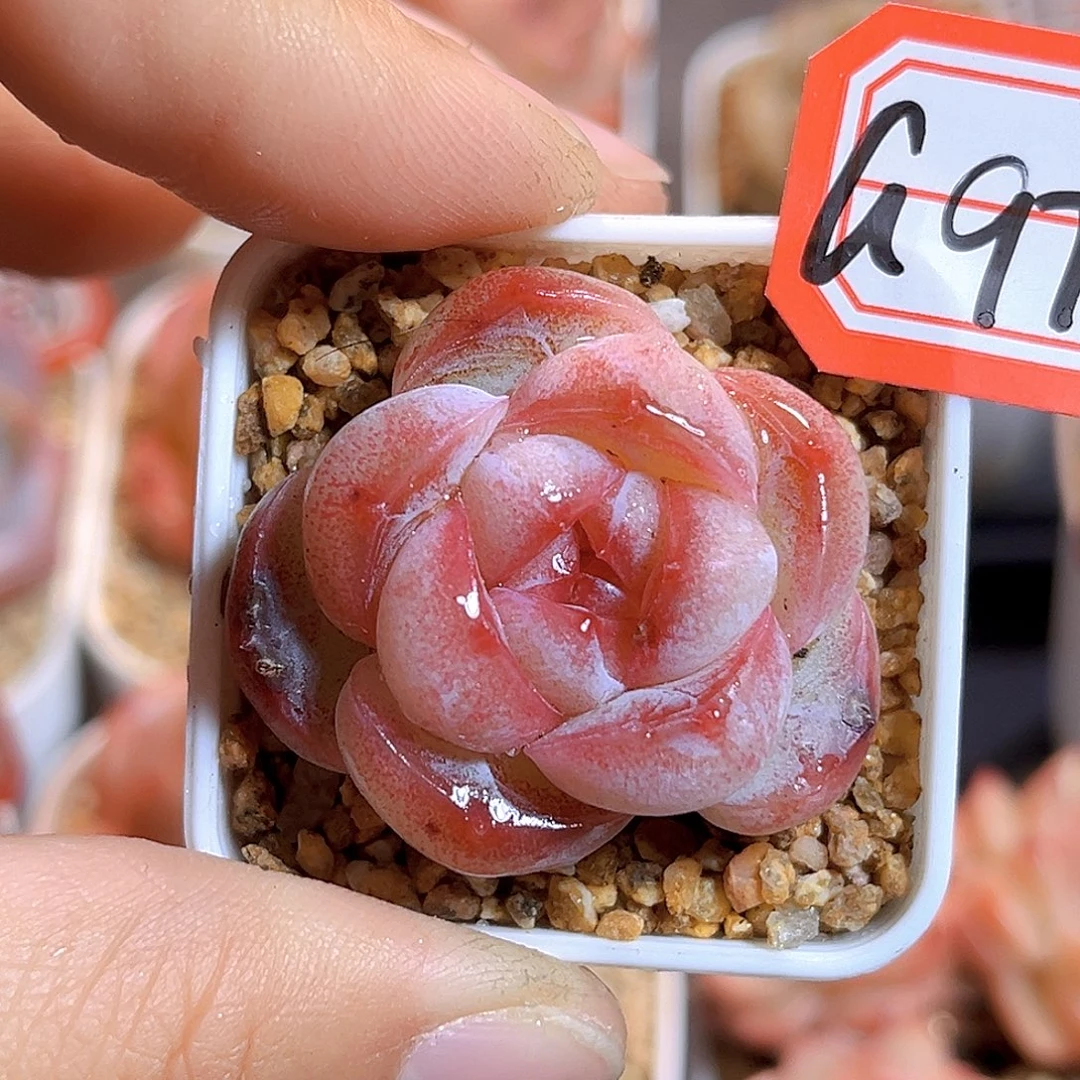 G976  新品珍妮满18包邮