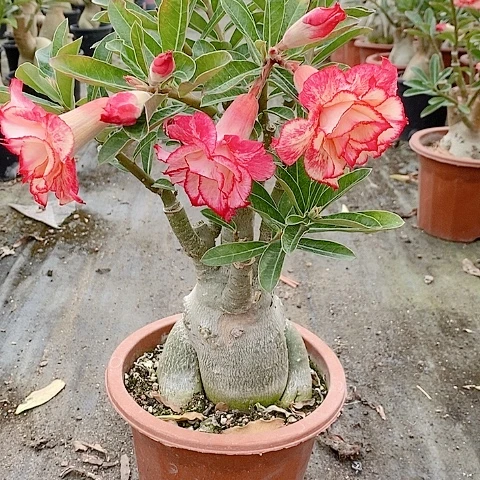 【闪购商品】无花朵温**猫