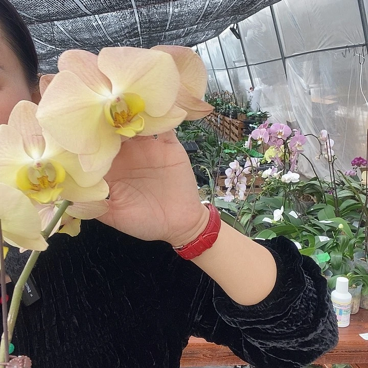 无花朵金波碧玉蝴蝶兰