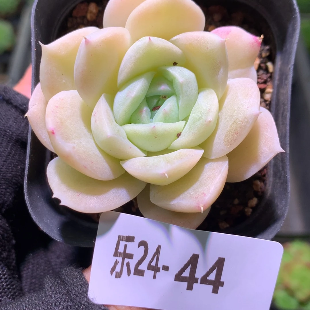乐然24-44 白冰雪女王
